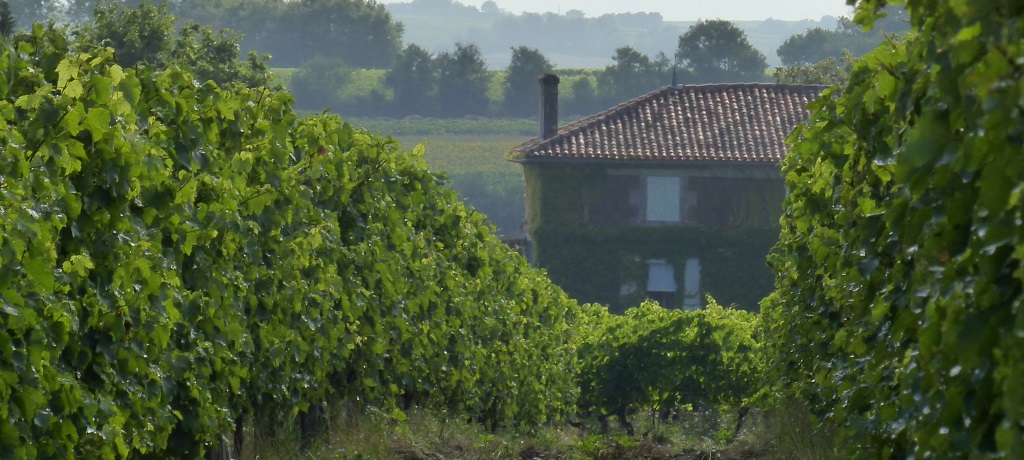 Vignoble Pascal Gonthier