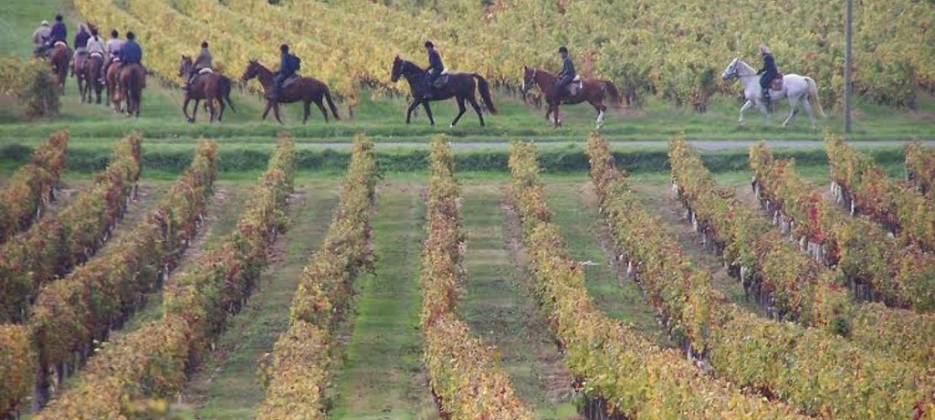 Vignoble Briolais