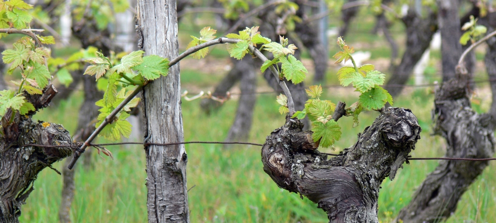 Vignoble Lorieux