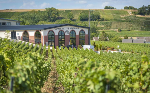 Champagne de L'Auche